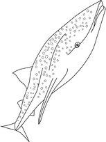 coloriage requin baleine